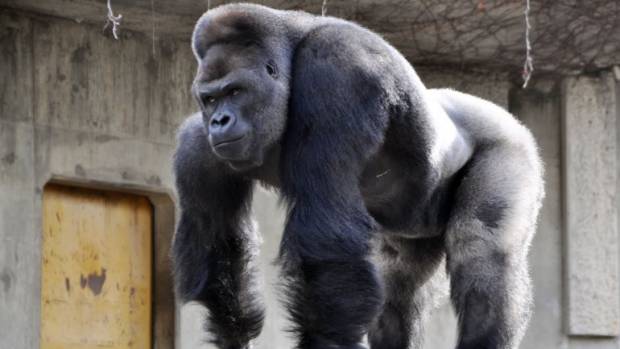 Conoce a Shabani, catalogado el gorila más sexy del mundo