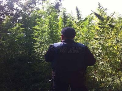 Hallan plantío de marihuana en Hermenegildo Galeana