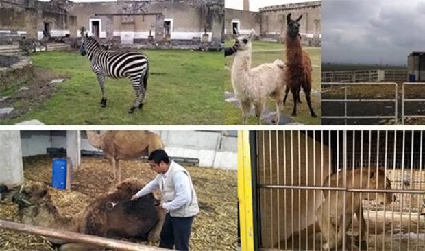 Profepa incauta 29 animales exóticos del alcalde de Ciudad Serdán, Puebla