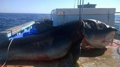 Pescan tiburón gigante que devoraba a otro en Australia