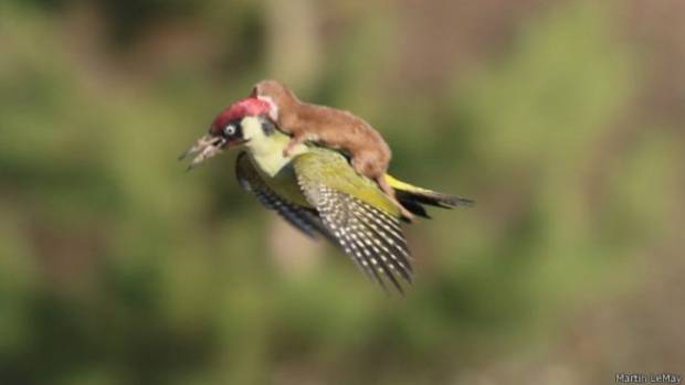 Comadreja intenta devorar a pájaro carpintero en pleno vuelo