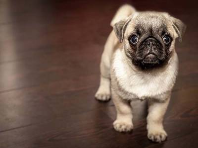 Nacen en Puebla servicios funerarios para mascotas