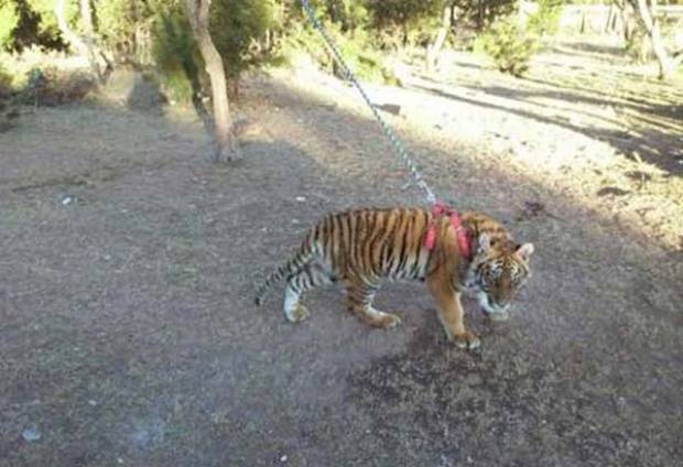 Decomisan a narcotraficantes un tigre de bengala y armas