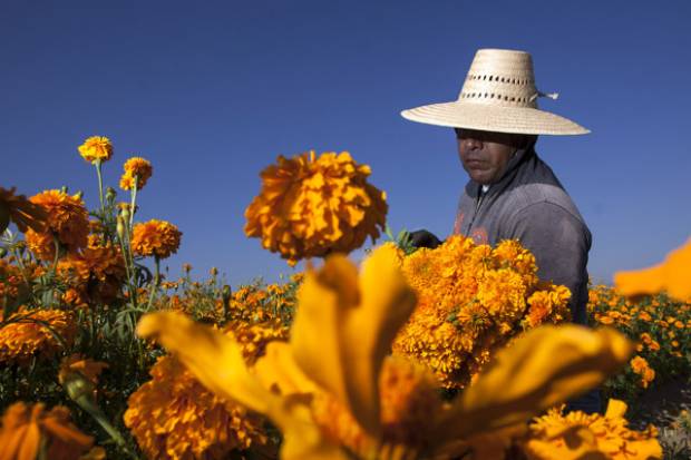 Cempasúchil, tradición sin ganancia económica para productores de Puebla