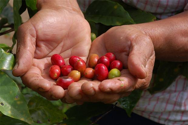 Puebla pide declaratoria de emergencia por roya del café