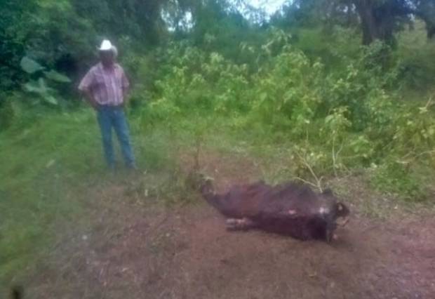 Derrame de hidrocarburo en río de Puebla mata reses y peces