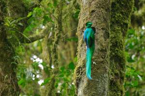Reserva El Triunfo, una joya en el corazón de Chiapas