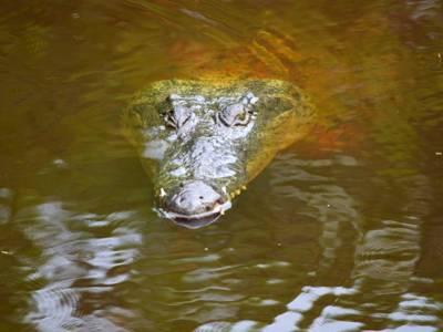 Cocodrilo ataca y se lleva a niño en río de Pinotepa Nacional