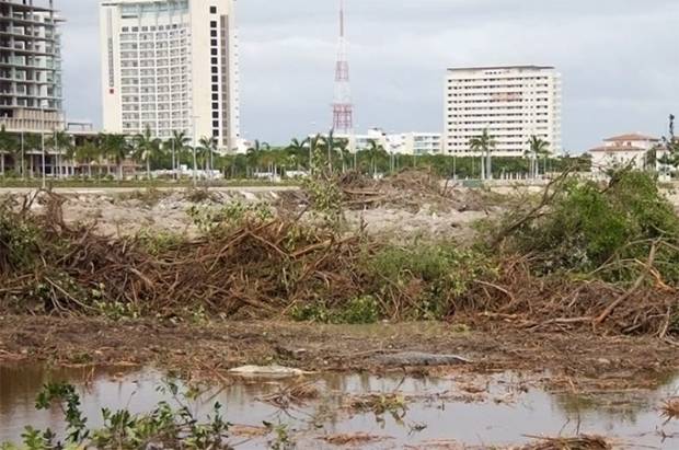 Suspenden obras en manglar de Cancún por orden judicial