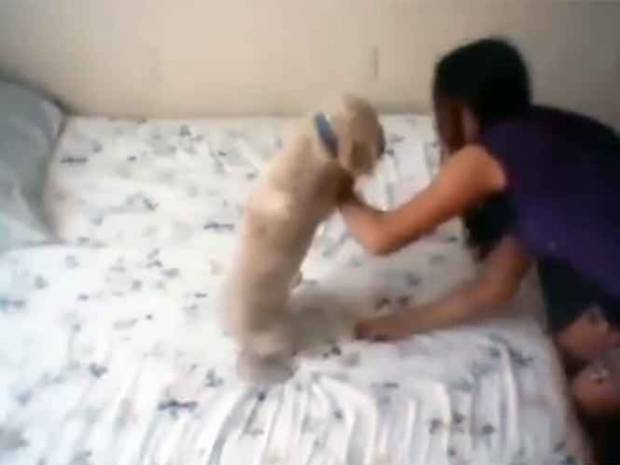 VIDEO: Adolescente graba cómo azota a su perro contra la pared