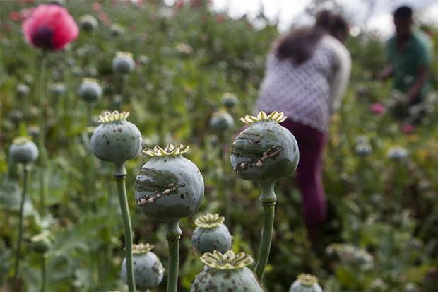 Gobierno de México evalua regular amapola para uso medicinal