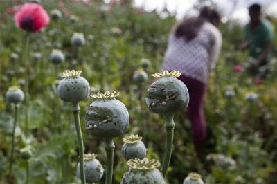 Gobierno de México evalua regular amapola para uso medicinal