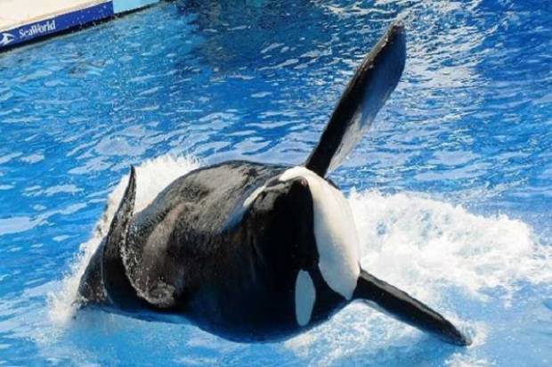 SeaWorld anuncia fin de los espectáculos con orcas