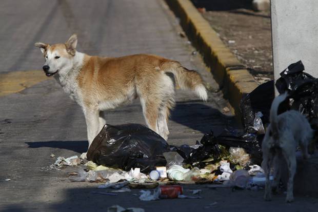 Hay un perro callejero por cada niño en Totimehuacan, Puebla