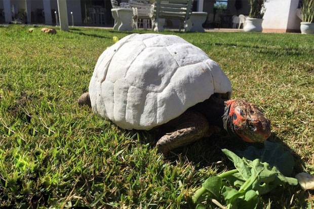 Tortuga recibió primer caparazón impreso en 3D