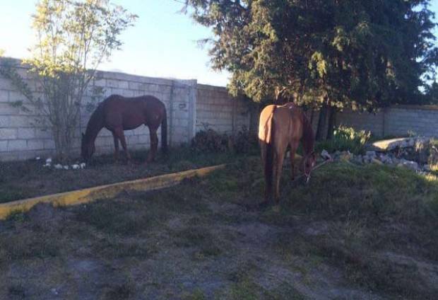 Policía Federal recupera caballos de alta competencia robados en Puebla