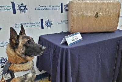 Unidad K9 localizó a hombre con 20 kilos de marihuana en Puebla