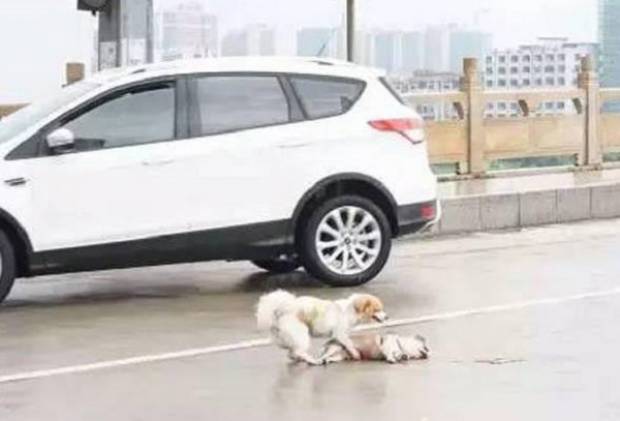 Perro intenta revivir a su amigo tras ser atropellado