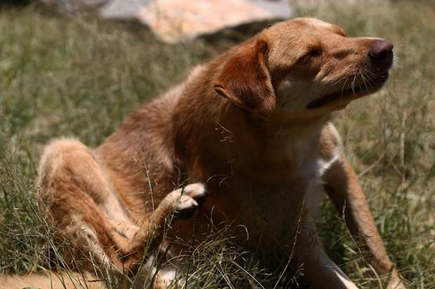 Multas de hasta un millón de pesos para quien maltrate animales en Puebla