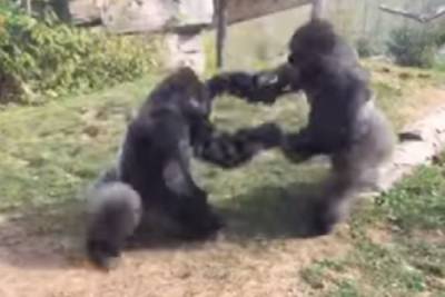 VIDEO: Gorilas se lían a golpes frente a visitantes de zoológico