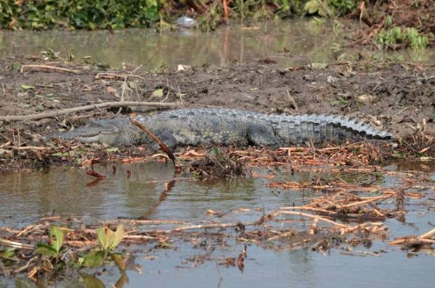 Iniciarán el rescate de la fauna del manglar devastado en Cancún