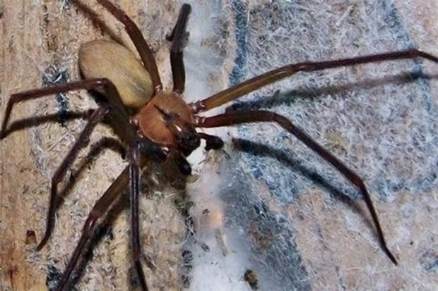 Sólo un muerto por picadura de araña violinista en Puebla: Secretaría de Salud