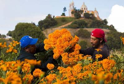 Puebla produce 60 mil toneladas de flores para muertos este 2015