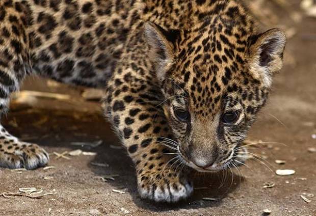 Nace cachorro de jaguar en zoológico de Puebla