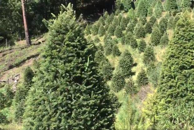 Árboles de navidad en maceta, una alternativa ecológica desde Puebla