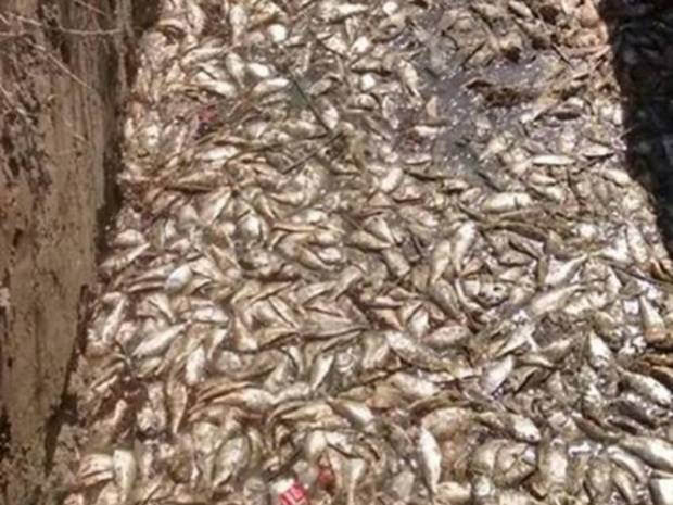 Mueren cuatro toneladas de peces en Tamaulipas por marea roja