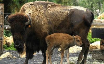 Ahora muere un bisonte en el Zoológico de Chapultepec