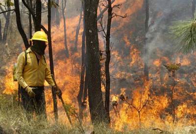 Incendio daña 40 hectáreas de bosque en Teziutlán, Puebla