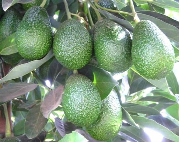 Aguacate de Puebla será promocionado en el Super Bowl