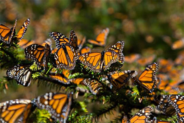 Heladas ponen en riesgo la ruta de la mariposa Monarca