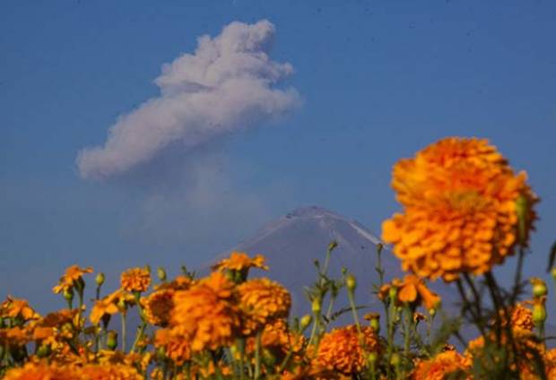 Puebla, principal productor de flor de cempasúchil en el país