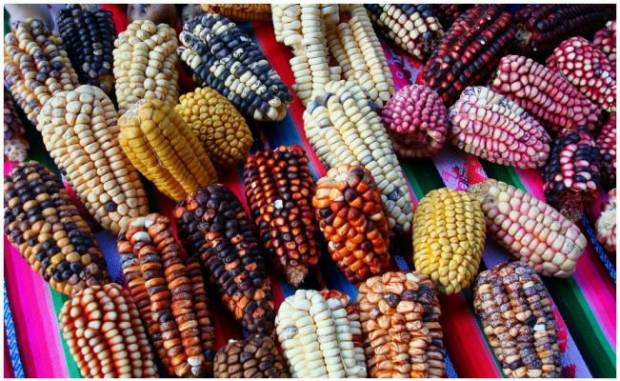 Feria del Elote y la Tortilla en la Ciudad de México