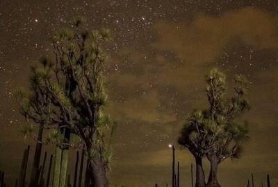 Duerme entre cactáceas en la Reserva Tehuacán-Cuicatlán