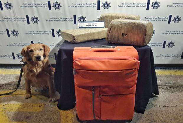 Unidad K9 detectó 15 kilos de mariguana en la CAPU