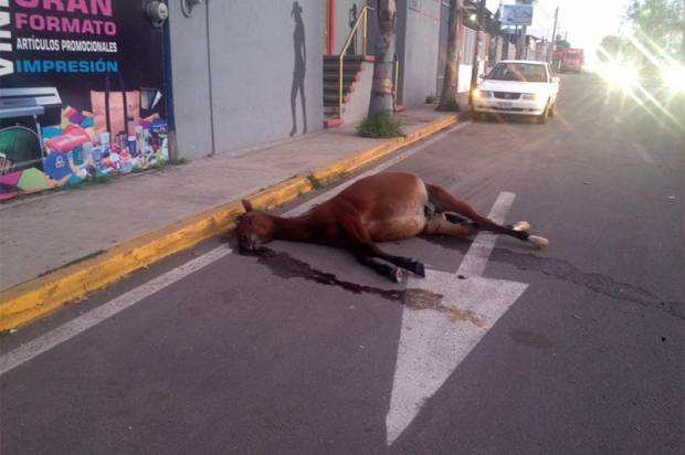 Muere caballo atropellado por andar suelto en Periférico y 24 Sur