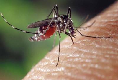 Mujeres, población más afectada por dengue, zika y chikungunya en Puebla