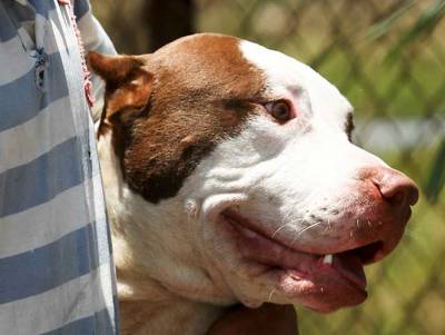 Perro pitbull mata a niño de cinco años en Monclova, Coahuila