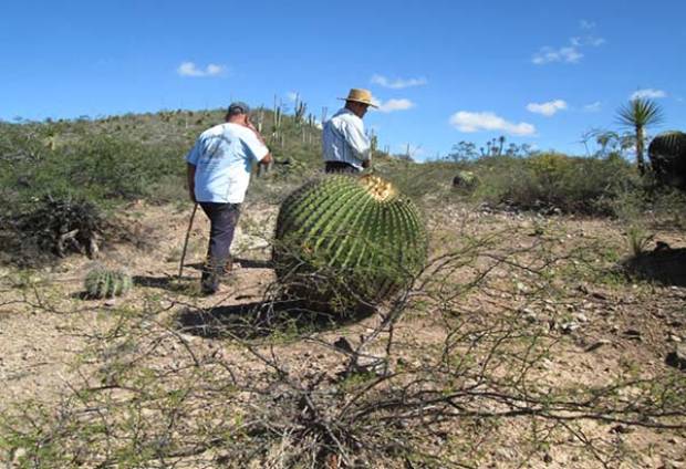 Reserva de la Biósfera Tehuacán-Cuicatlán, protegida por 26 vigilantes comunitarios