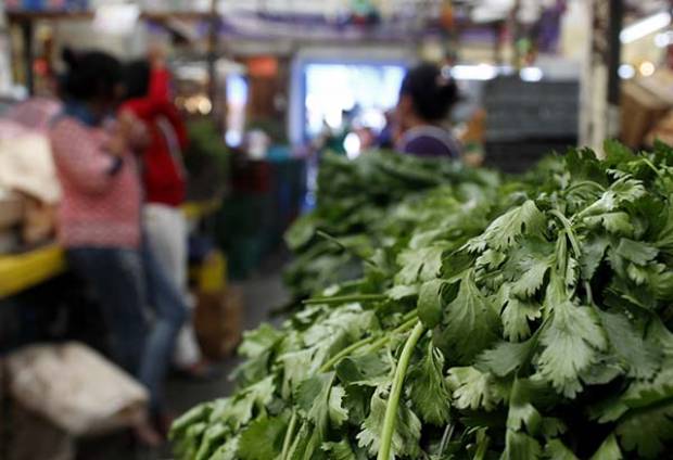 Sólo 13 agroempresas pueden exportar cilantro de Puebla a Estados Unidos