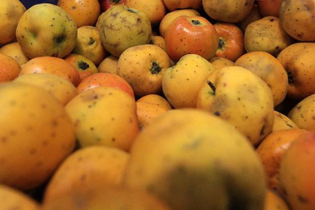 Granizadas afectaron 10 mil hectáreas de huertos frutales en Puebla