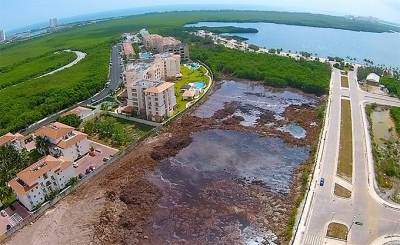 Exigen a Semarnat detener destrucción de manglar en Cancún