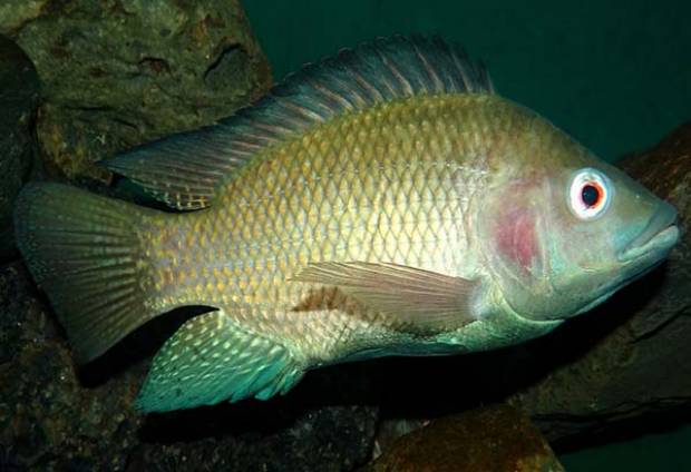 Puebla, segundo lugar nacional en producción de tilapia: Sagarpa