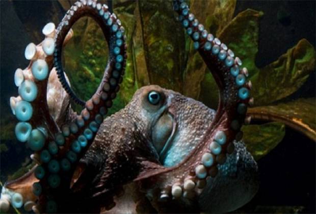 Pulpo Inky, su escape del acuario por el desagüe