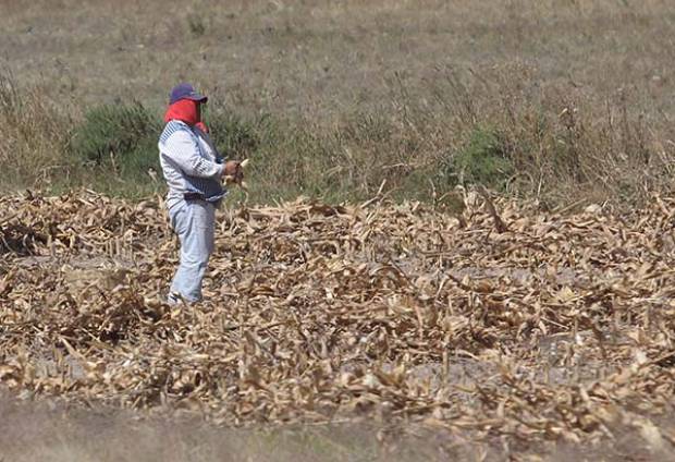 Puebla reduce sus áreas vulnerables de sequía: Conagua