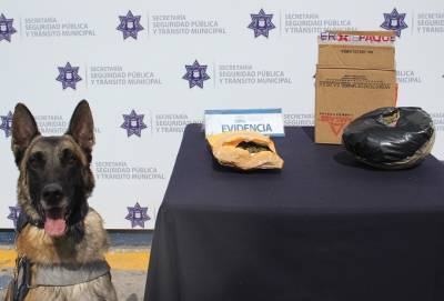 Unidad K9 detectó envoltorios de marihuana en la CAPU