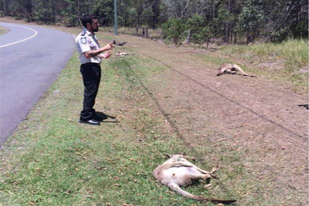 Alerta en Australia por presencia de asesino serial de canguros